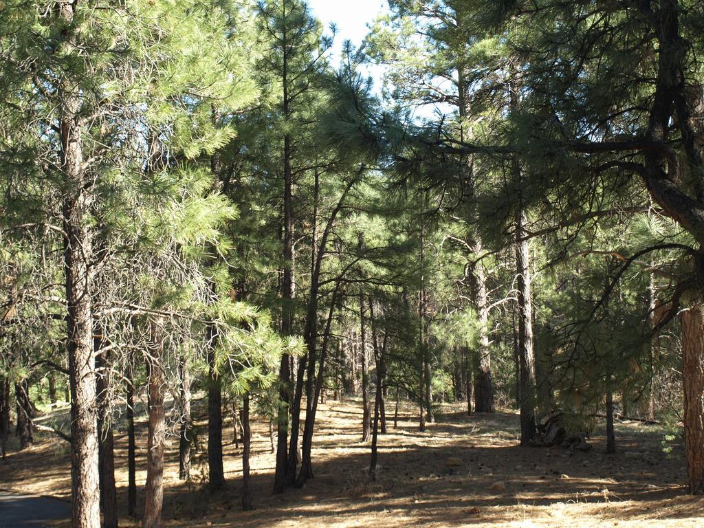 Whispering Pines Inn Flagstaff Buitenkant foto
